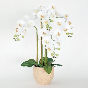 Cooper & Co Agnes 4 Stem 64 cm Faux Orchid White
