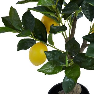 Rogue Lemon Tree Pot Green