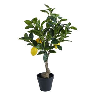 Rogue Lemon Tree Pot Green